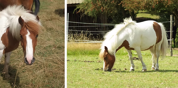 Capucine Dubois Maréchal